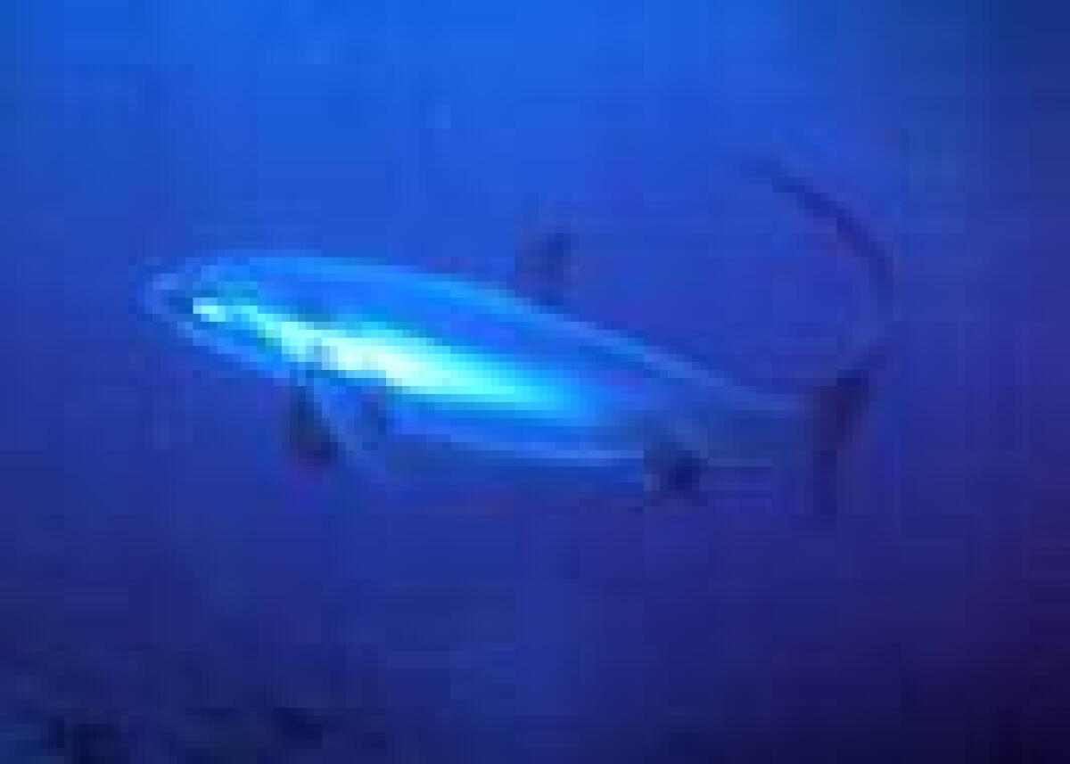 Lo Spettacolo del Cibo all'acquario di Cattolica -