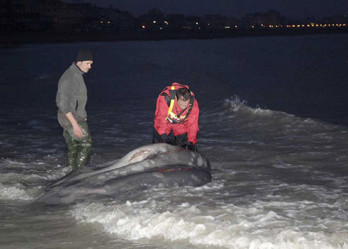 Pesce Luna spiaggiato a Rimini - 