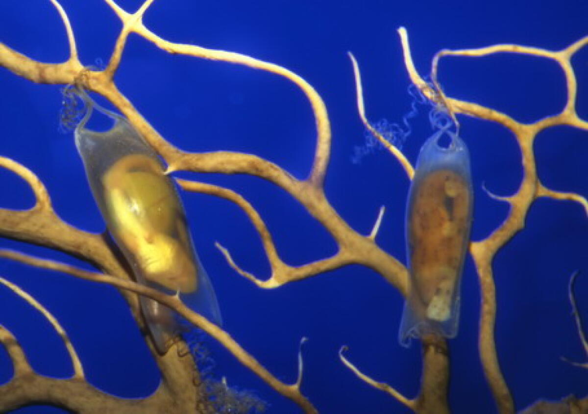 Uova di squalo deposte all'acquario di Cattolica -