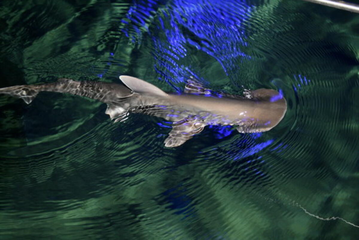Tutti pazzi per Marty all’Acquario di Cattolica -