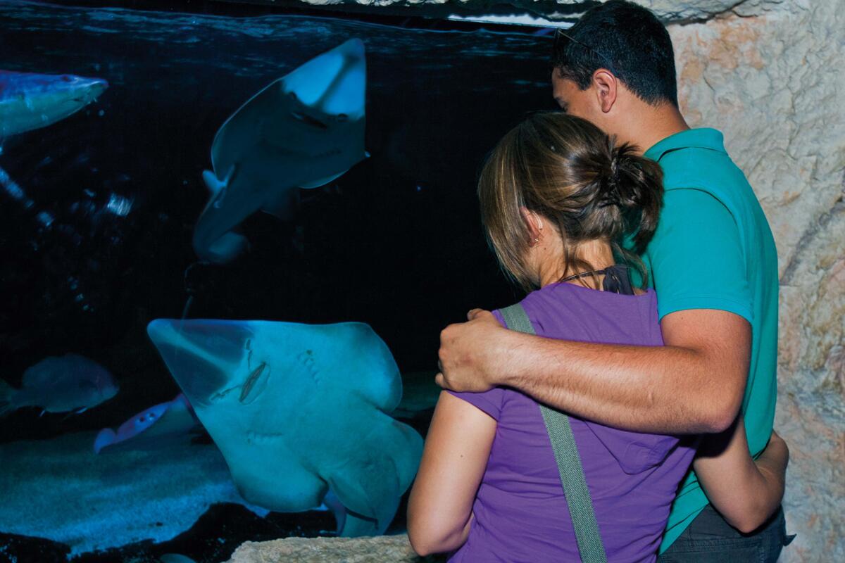 All'Acquario di Cattolica arrivano gli Squali Violino - 