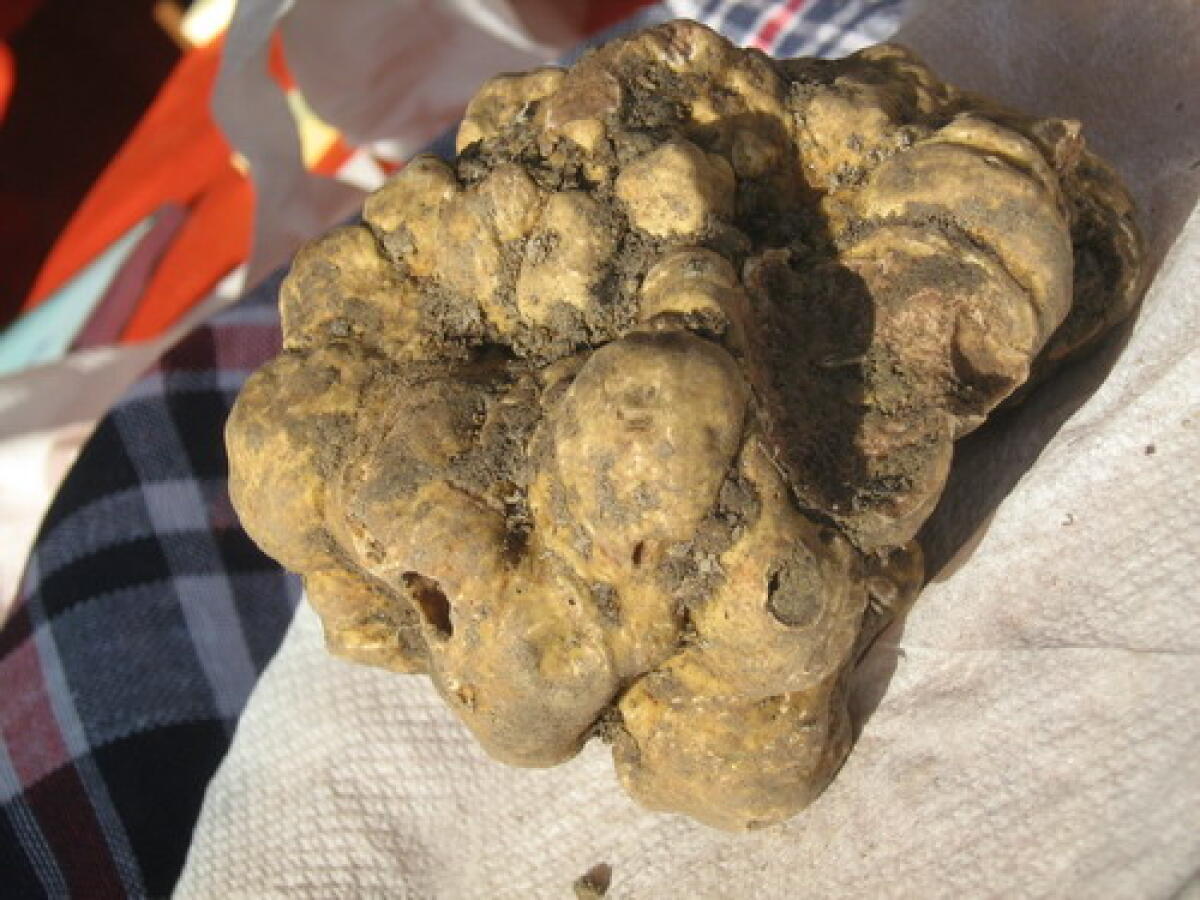 Successo a Mondaino di Fossa Tartufo e Cerere -