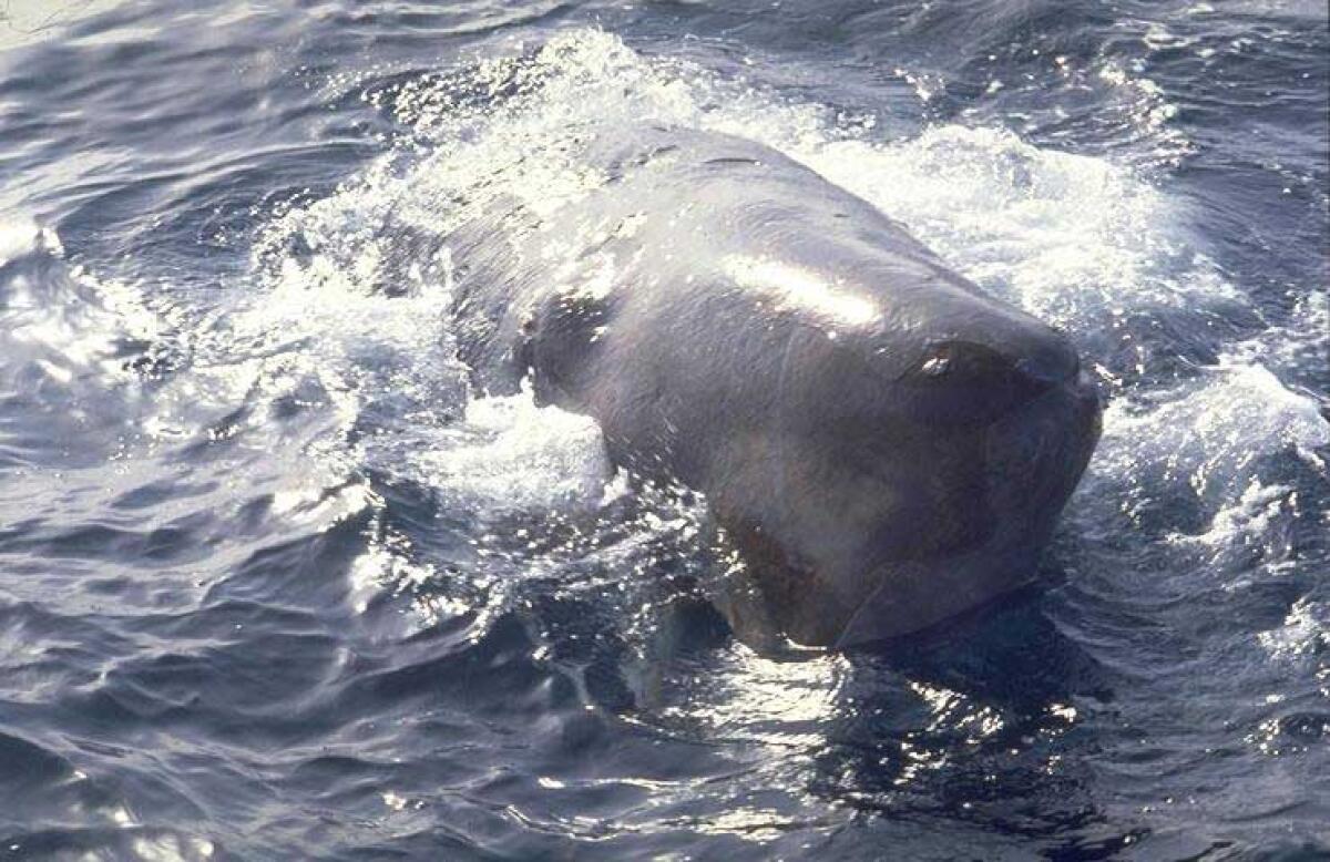 Secondo uno studio, capodogli abitano l'Adriatico - 