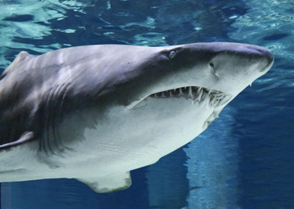 Acquario di Cattolica: squalo toro pi&#249; grande d&#146;Italia - 
