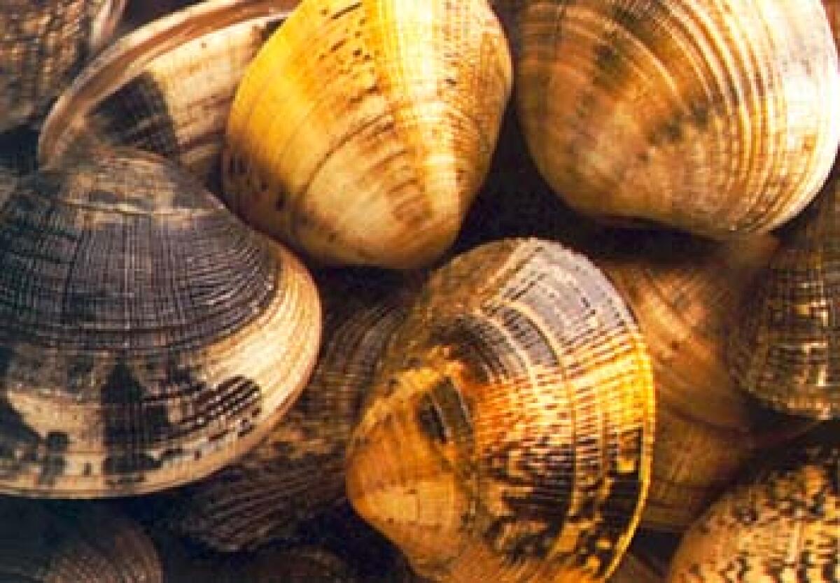 La notte magica delle vongole a Cattolica - 