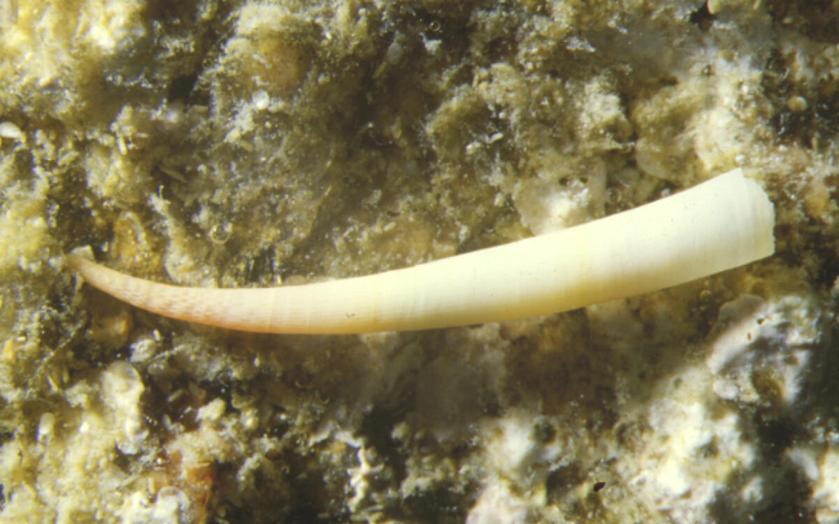 Viaggia con zanna di elefante per regalarla ad un amico:denunciata - 