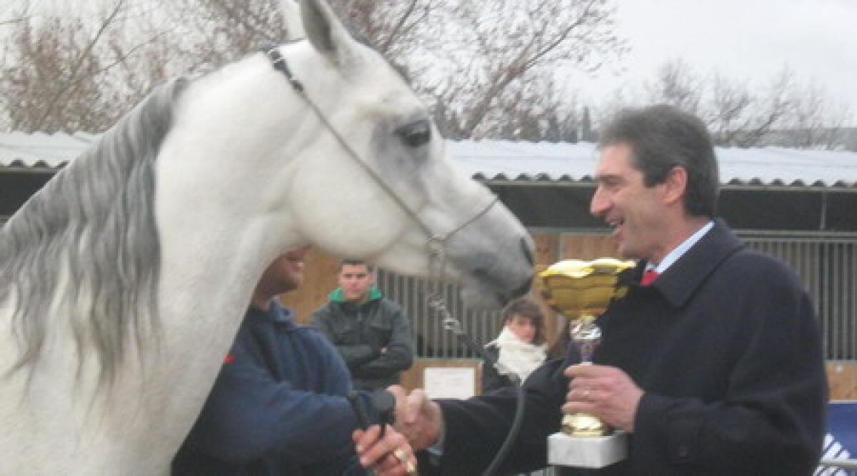 San Gregorio, mostra mercato del cavallo, premiati i migliori esemplari -