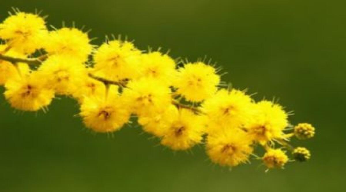 Otto marzo: una giornata dedicata alle donne a Morciano - 