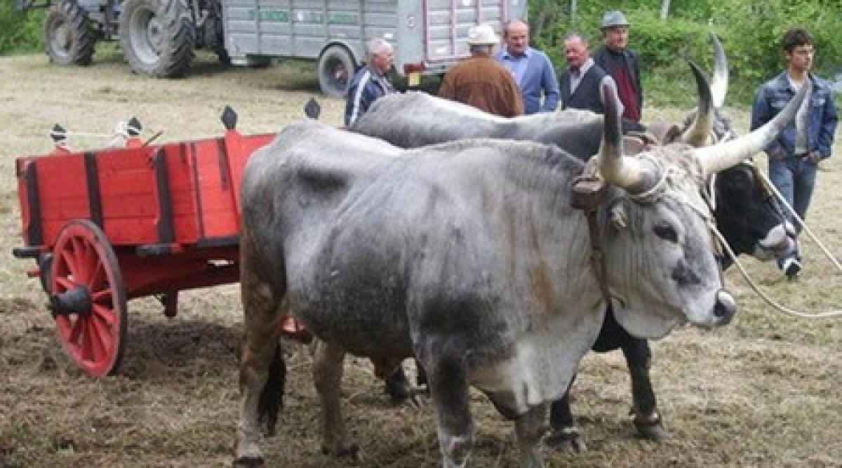 Festa del 1 maggio a Casteldelci - 