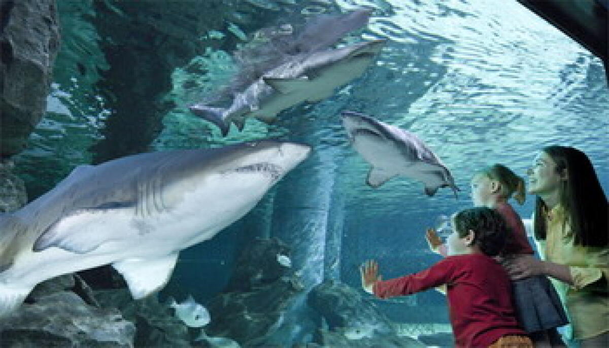 Acquario cattolica, affluenza record: 13mila visitatori - 
