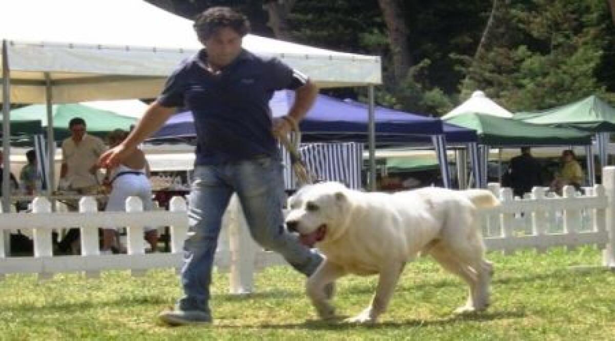 San Marino. Avvelenati tre cani: sospesa 29/a Esposizione canina - 