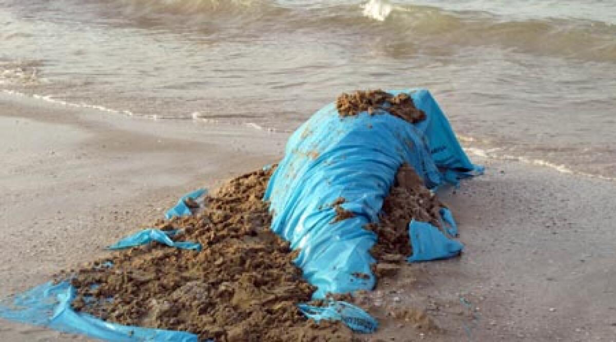 Delfino morto in spiaggia a Rimini - 