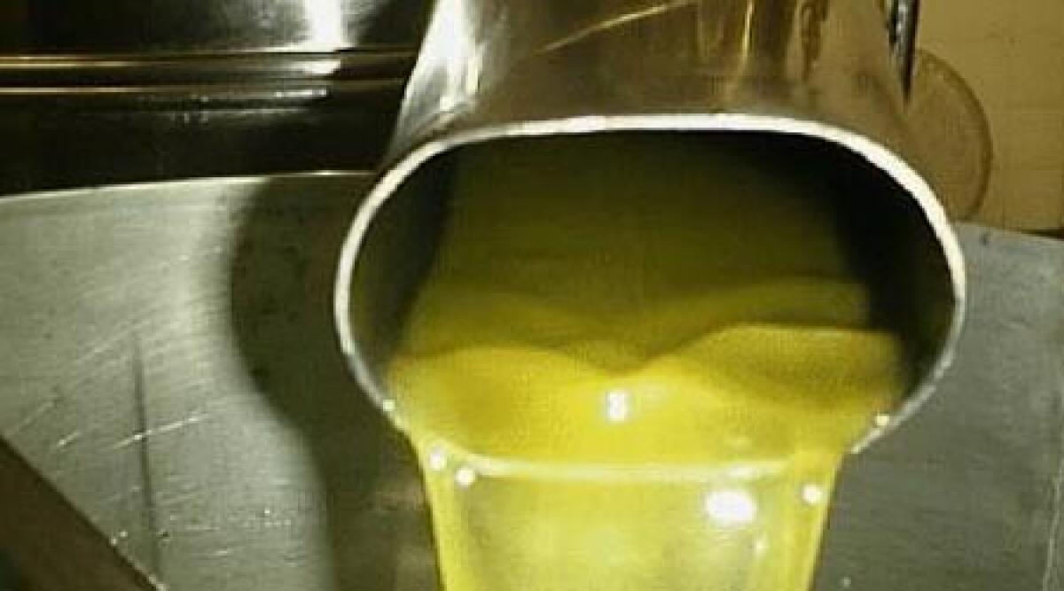 Per i frantoi artigiani burocrazia e costi raddoppiati - 