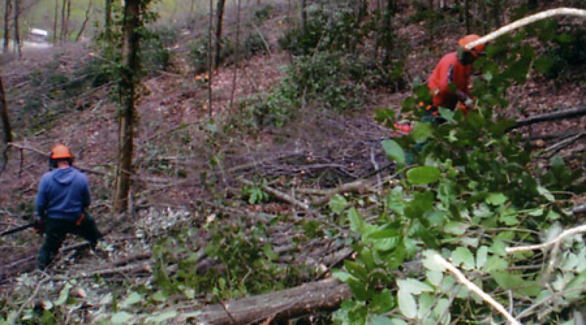 Taglio boschivo: gli orari per le pratiche in Alta Valmarecchia - 