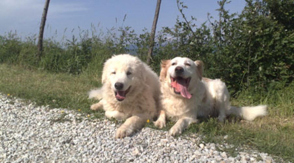 Bellaria: presto un bando per adozione cani -