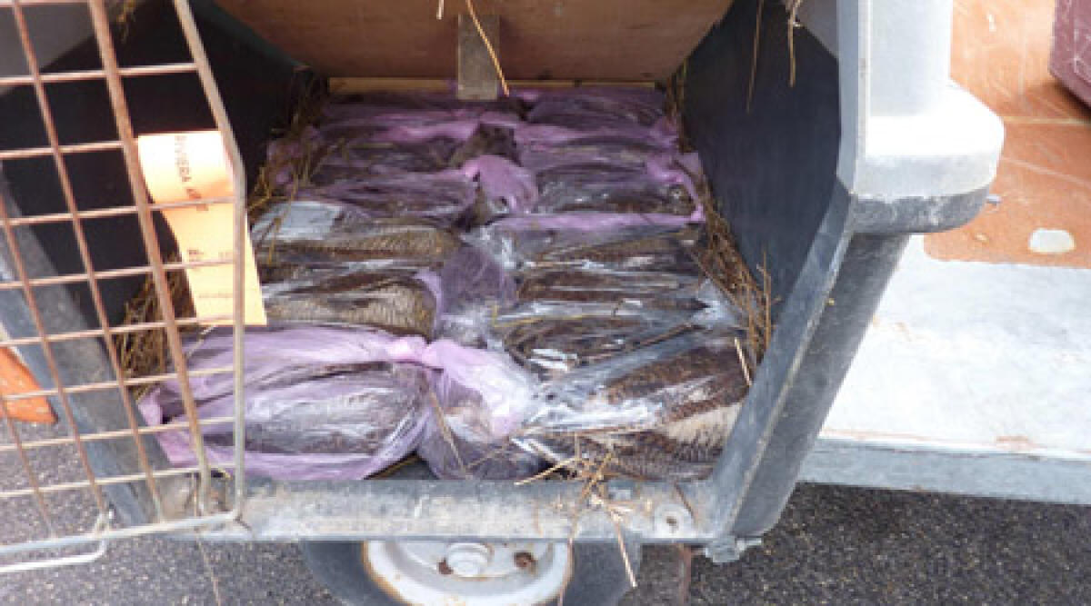 Nasconde 500 beccacce in valigia: sanzioni per 280euro - 