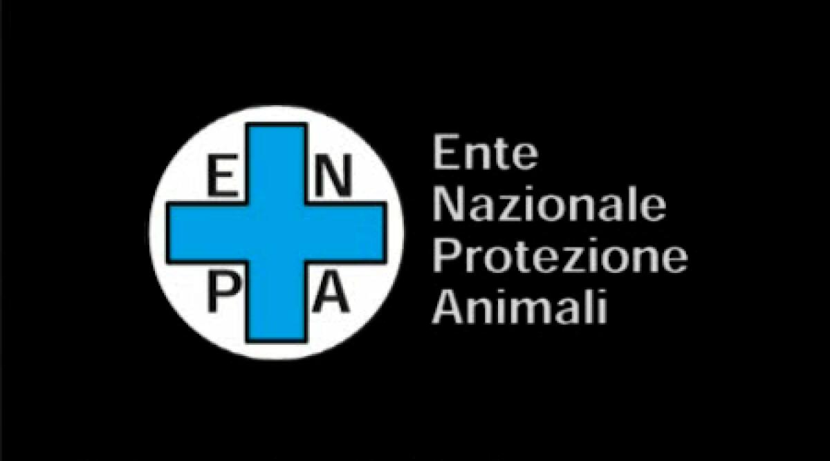 Enpa Rimini raccoglie cibo per cani e gatti randagi - 