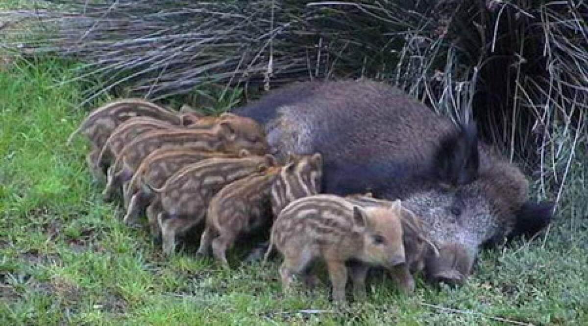 Caccia al cinghiale a Torriana, paura per gli spari -