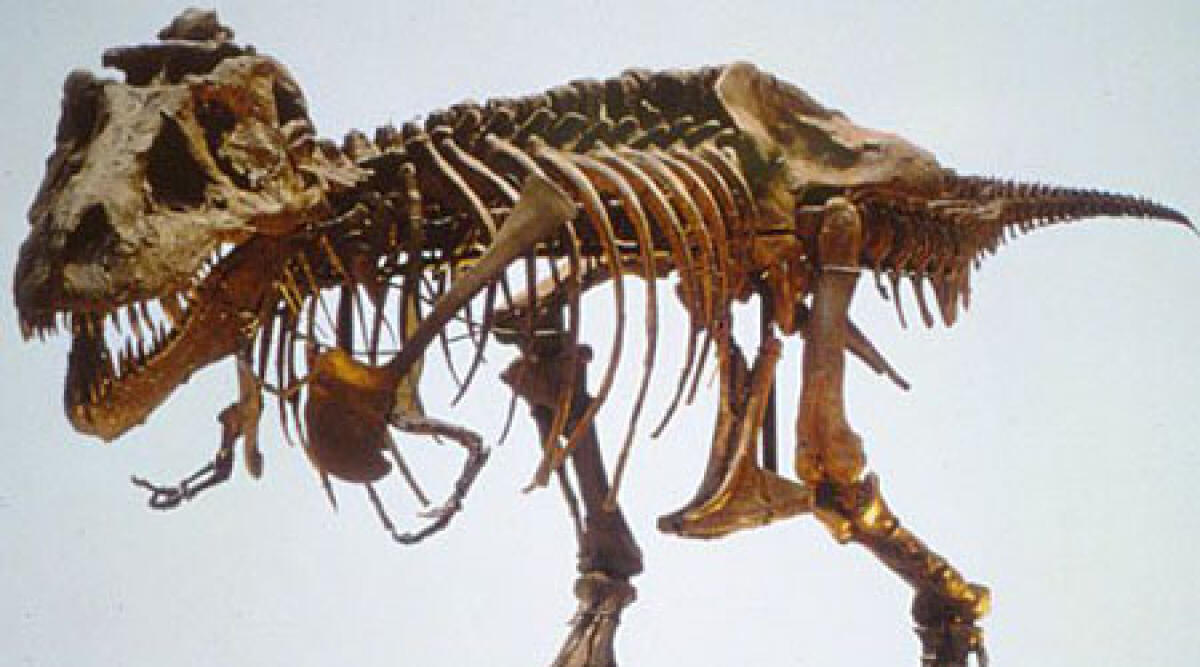 Secchiano: ritrovato fossile di dinosauro -
