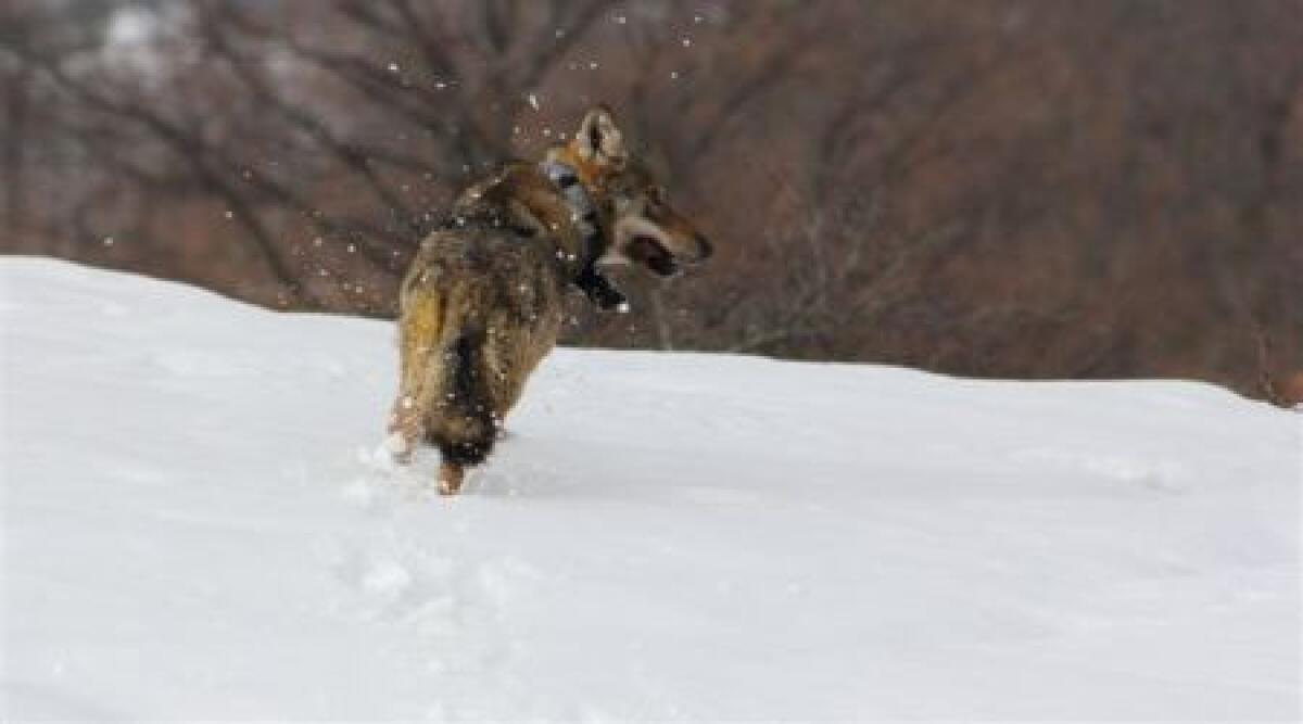 Video: lupo 'Sic' della Valmarecchia ritorna libero dopo le cure -