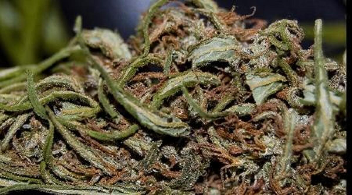 Cannabis tossica e pericolosa sequestrata al Fellini di Rimini - 