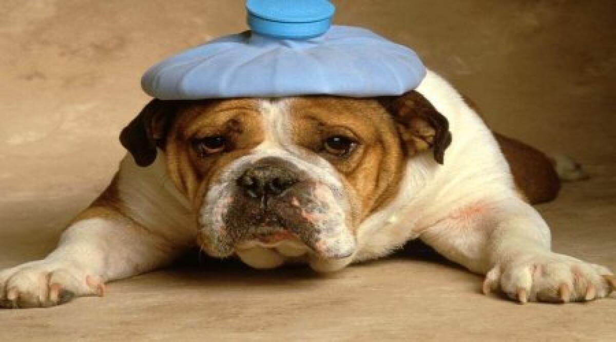 Guardia medica veterinaria: numeri e modalita' - 