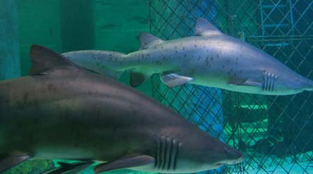 Acquario di Cattolica pronto per l'estate -