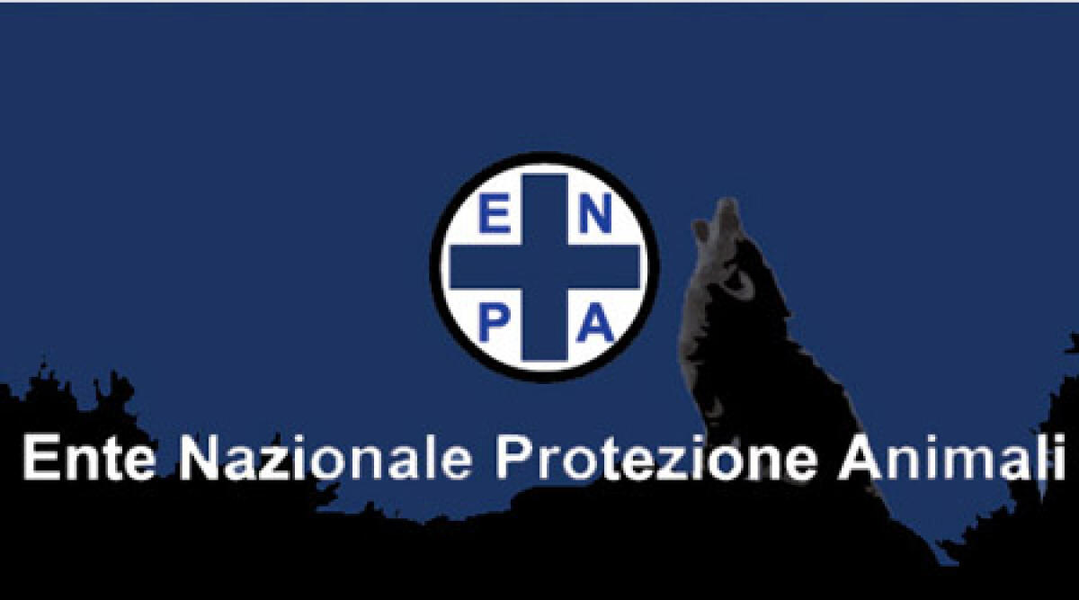 Delfino morto ad Oltremare: Enpa chiede intervento dei Nas - 