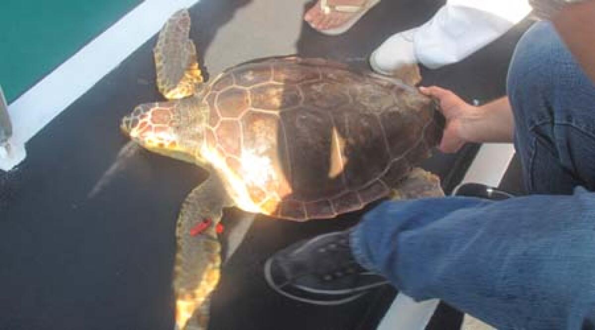 Tre tartarughe caretta-caretta liberate in mare - 