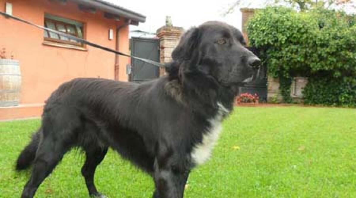 Guardia medica veterinaria: modalita' di utilizzo - 
