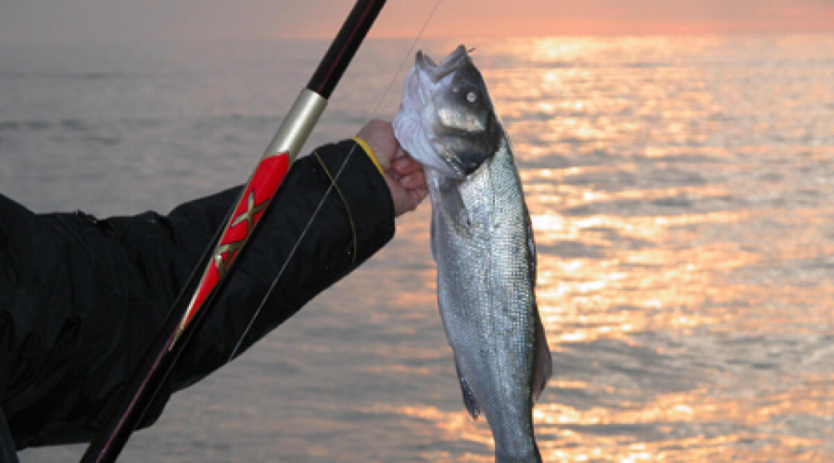 Regione Emilia Romagna: 1,4 milioni per la qualificazione della pesca - 