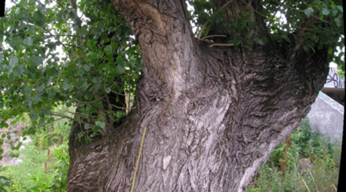 Rimosso il pioppo secolare dell'Ausl a Rimini - 