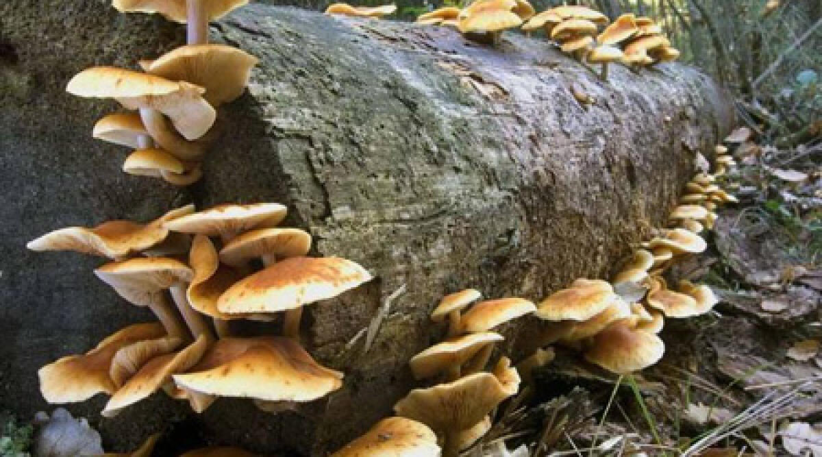 A Rimini un corso per conoscere i funghi e gustarli in sicurezza - 