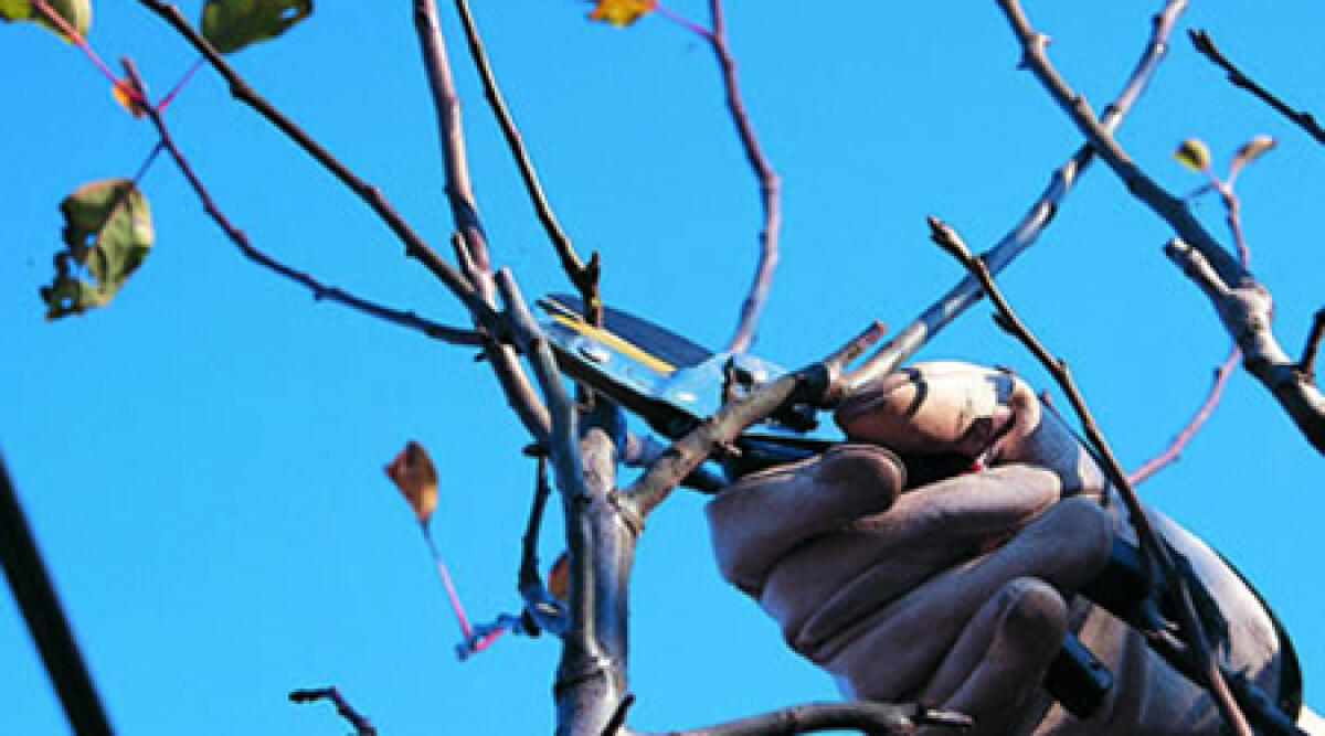 Via Lucio Lando: divieto di transito per potatura delle piante - 