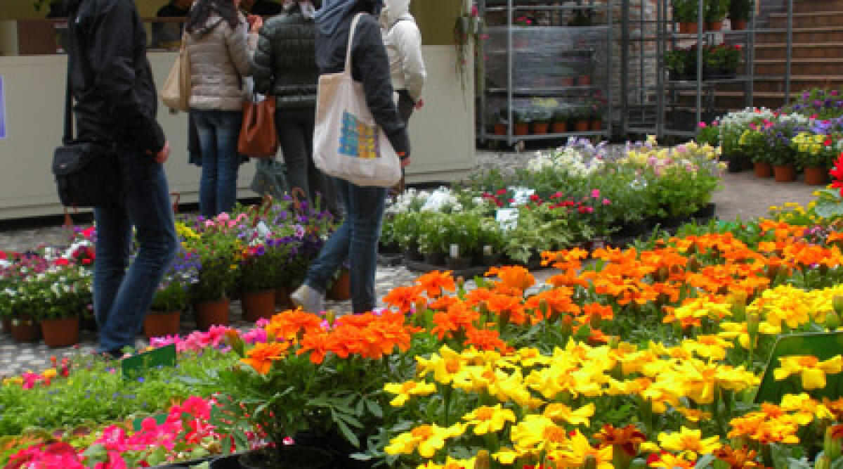 Saludecio: dal 21 al 25 aprile sboccia edizione 2013 di Saluserbe -