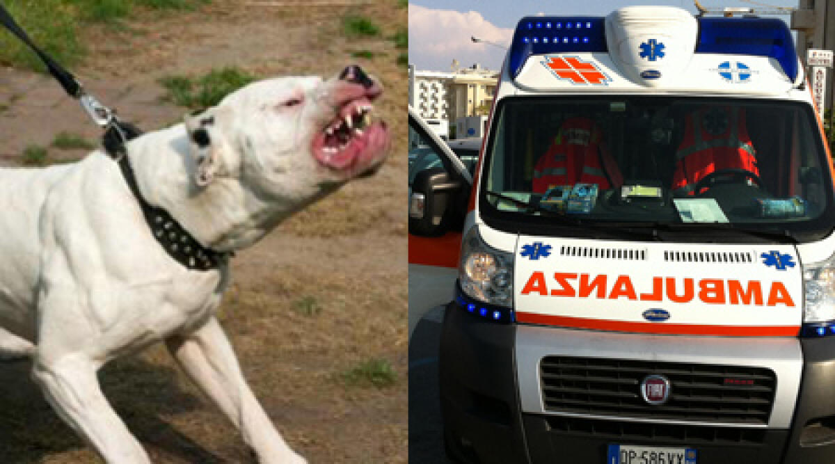 Pitbull azzanna 17enne ferendola gravemente, poi si scaglia contro agenti -