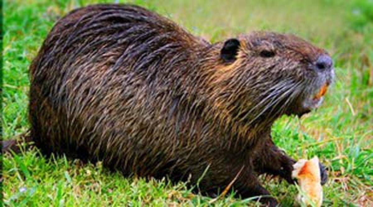 Enpa: fermare lo sterminio delle nutrie nel parco di Levante a Cesenatico - 