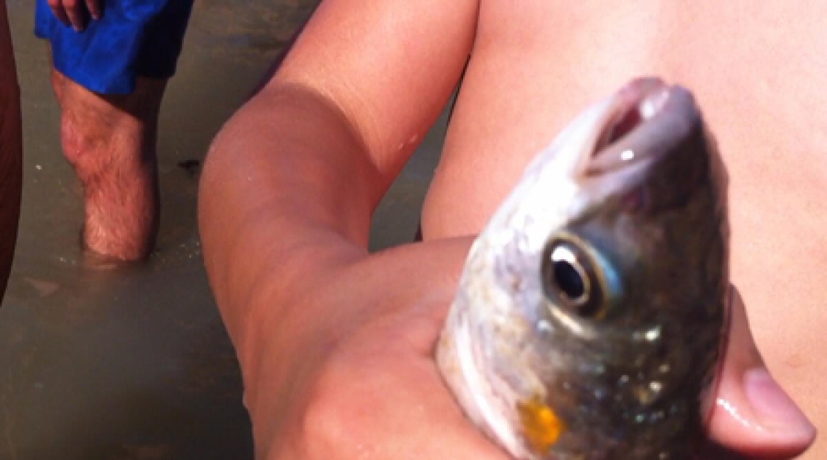 Video: rievocazione pesca a strascico in spiaggia a Rimini -