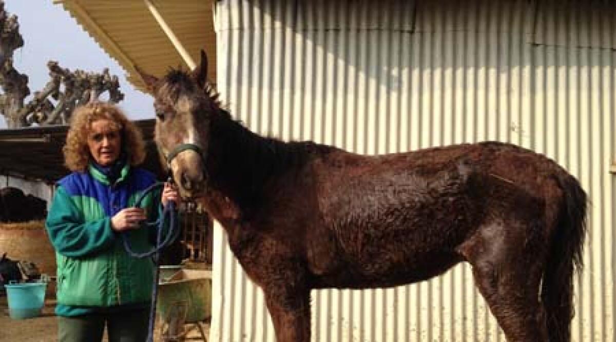Cavalli, pony, asini, capre: liberi dal maneggio-lager avranno nuovi padroni - 