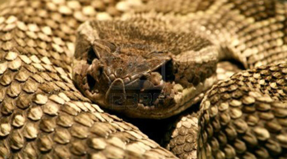 San Marino: titolare dell'ex Reptilarium morso da serpente a sonagli - 