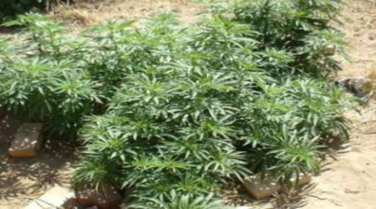 Piante di marijuana sul tetto della nuova Questura -