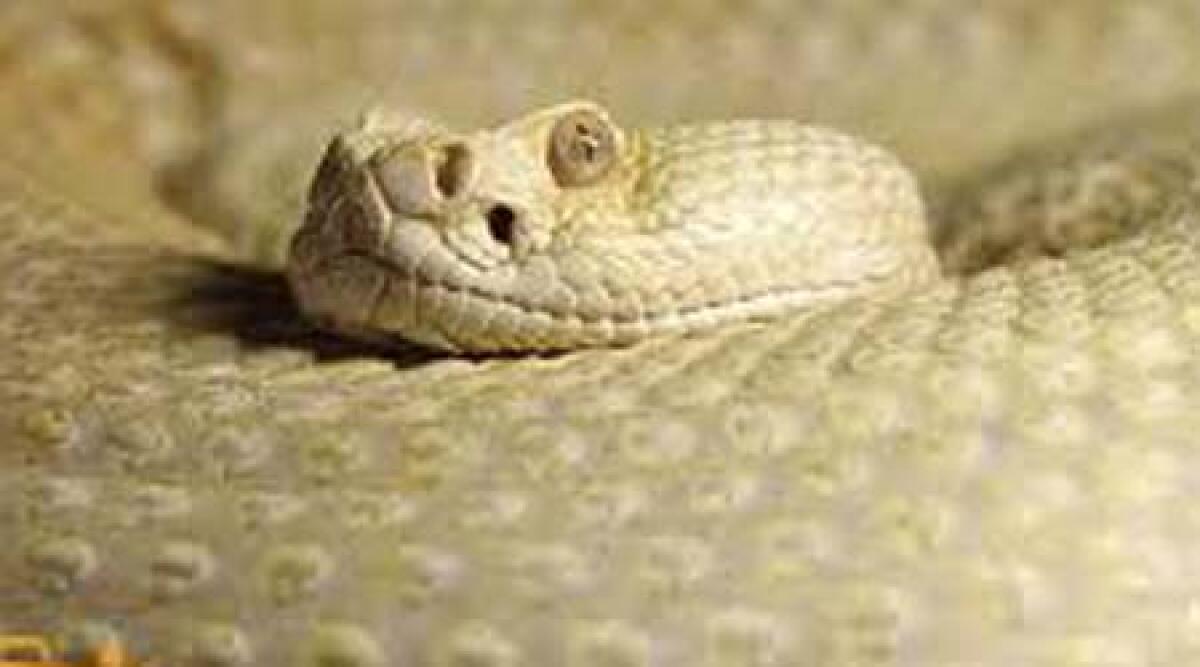Morso da serpente direttore del Reptilarium: condizioni stabili -