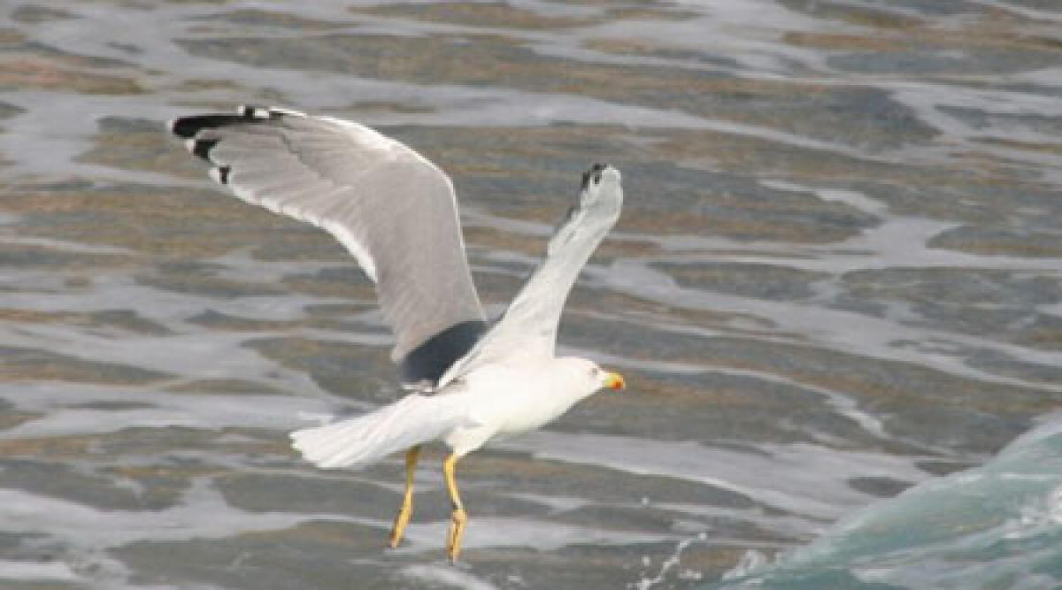 Rimini: soccorso gabbiano a rischio annegamento. Aveva ala spezzata - 