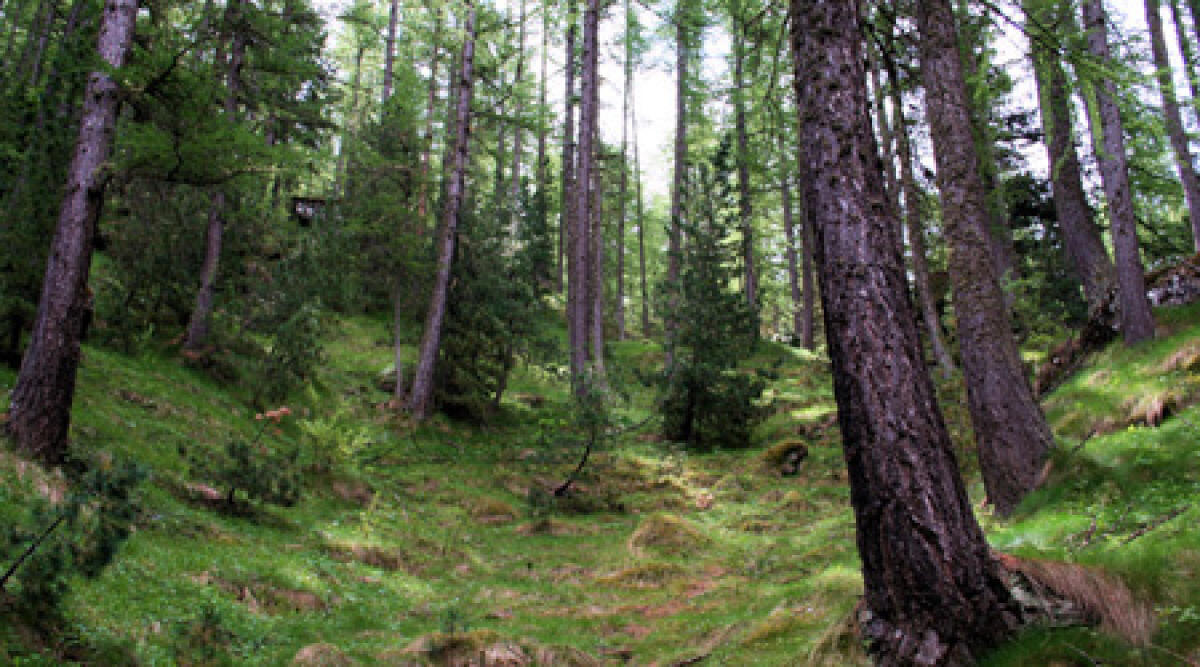 Cadavere nel bosco a Tavullia: sarebbe operaio licenziato, forse suicida -