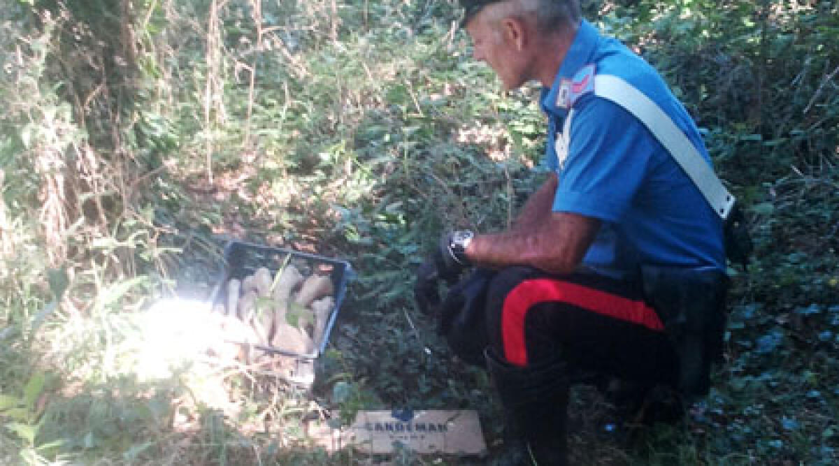 A Covignano trovati resti di ossa umane. Risalgono ad almeno 50 anni fa - 