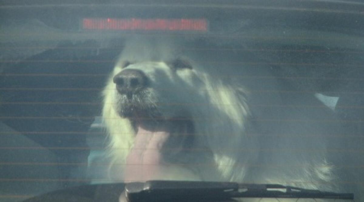 San Marino: turisti tedeschi lasciano il cane in auto sotto il sole di mezzogiorno - 