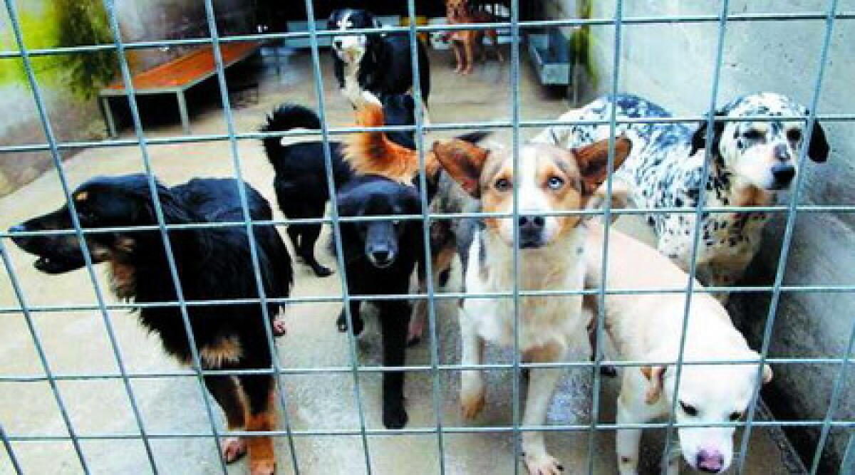 Rimini: Enpa organizza raccolta cibo per randagi presso Zoo Garden e le Befane -
