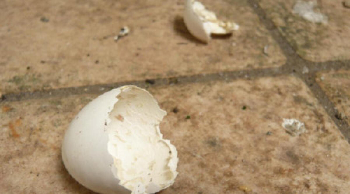 Rimini: non vuole i trans nel parcheggio del suo ristorante. Bersagliato da lancio d'uova - 