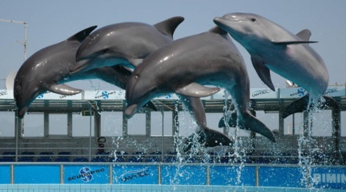Caso delfinario, il Wwf all'attacco: bene sequestro dei delfini, ora il delfinario sia abbattuto - 