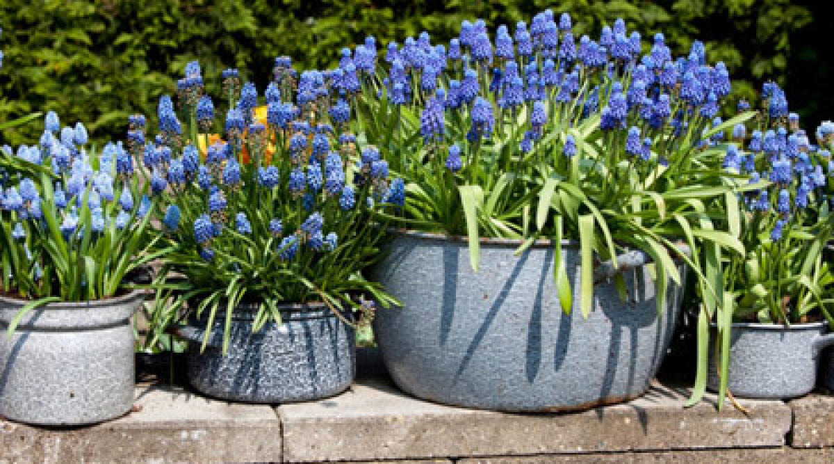 Predone di piante, un'abile Miss Marple lo smaschera mettendo il gps in un vaso. Denunciato 66enne - 